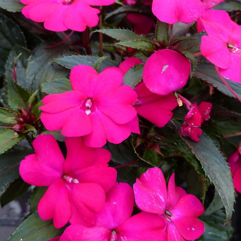 Sonnenlieschen SunPatiens Compact Purple - Impatiens (Flowering)