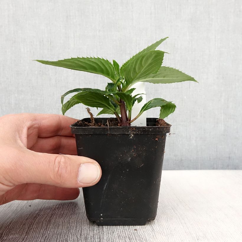 Exemplar von Sonnenlieschen SunPatiens Vigorous Rose Pink - Impatiens Kleine Töpfe von 8/9 cm wie im Frühjahr geliefert