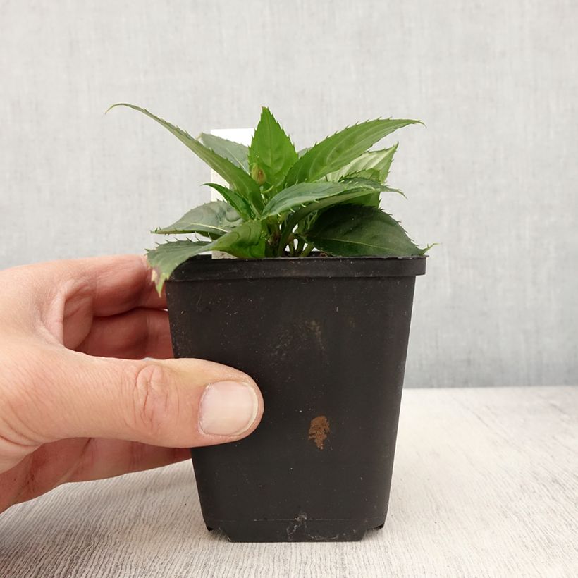 Exemplar von Sonnenlieschen SunPatiens Vigorous Scarlet - Impatiens Kleine Töpfe von 8/9 cm wie im Frühjahr geliefert