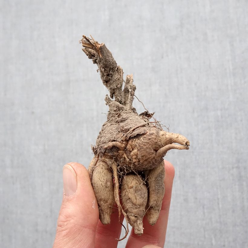 Example of Incarvillea delavayi - Freilandgloxinie Zwiebel Kaliber/Größe I as you get in printemps