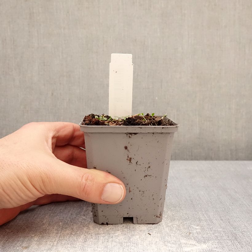 Example of Incarvillea delavayi - Freilandgloxinie Kleine Töpfe von 8/9 cm Kaliber/Größe I as you get in hiver