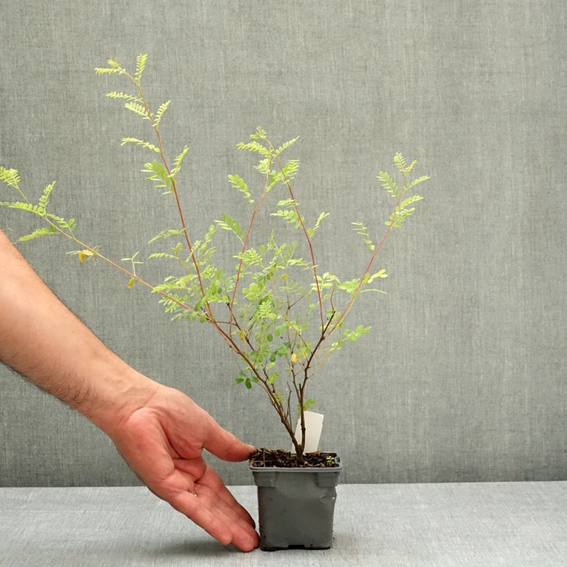 Exemplar von Indigofera heterantha - Himalaya -Indigostrauch Kleine Töpfe von 8/9 cm wie im Frühjahr geliefert