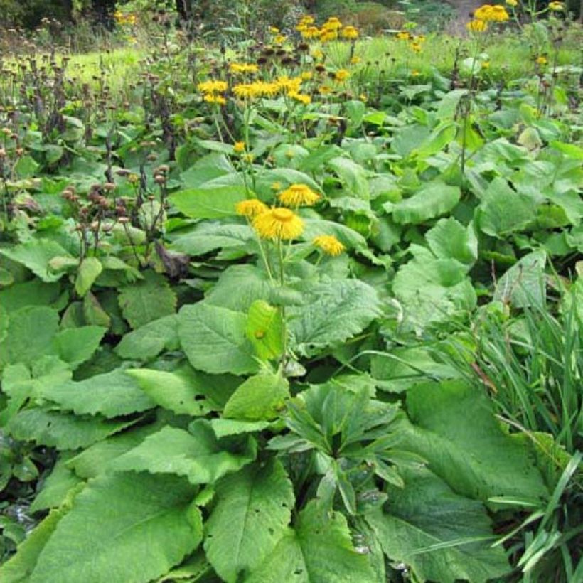 Inula magnifica - Hoher Alant (Wuchs)