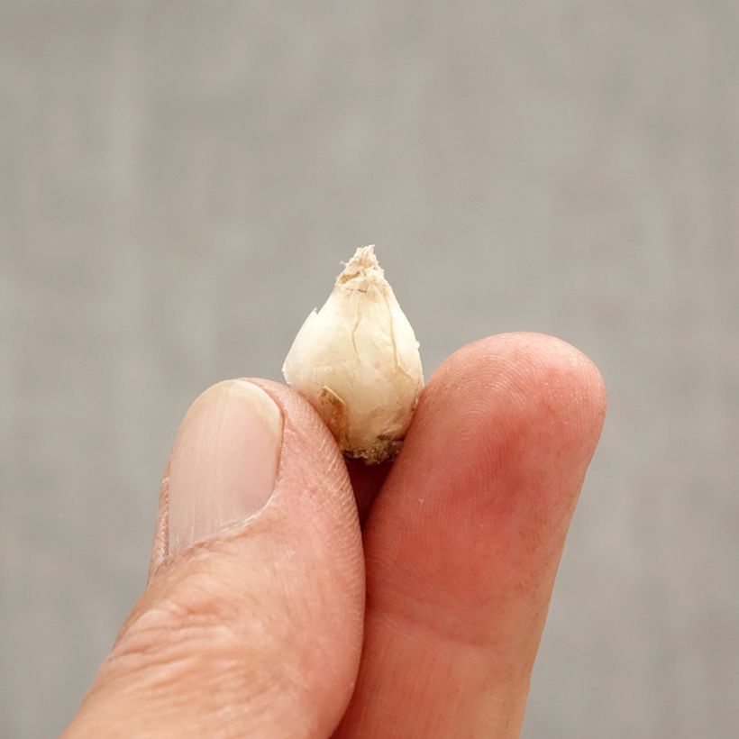 Exemplar von Ipheion uniflorum Rolf Fiedler - Frühlingsstern Zwiebel Kaliber/Größe I wie im Frühjahr geliefert