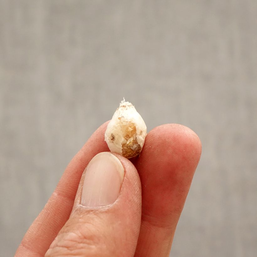 Exemplar von Ipheion uniflorum Mix - Frühlingsstern Zwiebel Kaliber/Größe I wie im Frühjahr geliefert