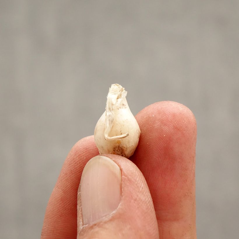 Exemplar von Ipheion uniflorum Alberto Castillo - Frühlingsstern Zwiebel Kaliber/Größe I wie im Frühjahr geliefert