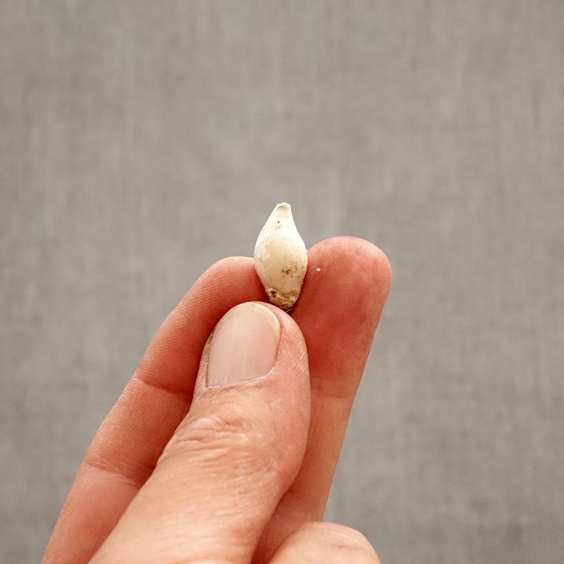 Exemplar von Ipheion uniflorum - Frühlingsstern Zwiebel size 4+ wie im Frühjahr geliefert