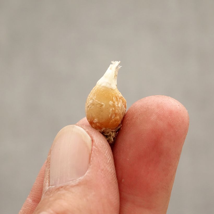 Exemplar von Ipheion uniflorum White Star - Frühlingsstern Zwiebel Kaliber/Größe I wie im Frühjahr geliefert