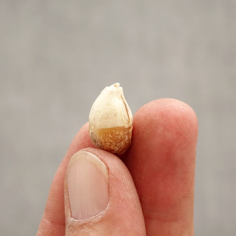 Exemplar von Ipheion uniflorum Wisley Blue - Frühlingsstern Zwiebel Kaliber/Größe I wie im Frühjahr geliefert