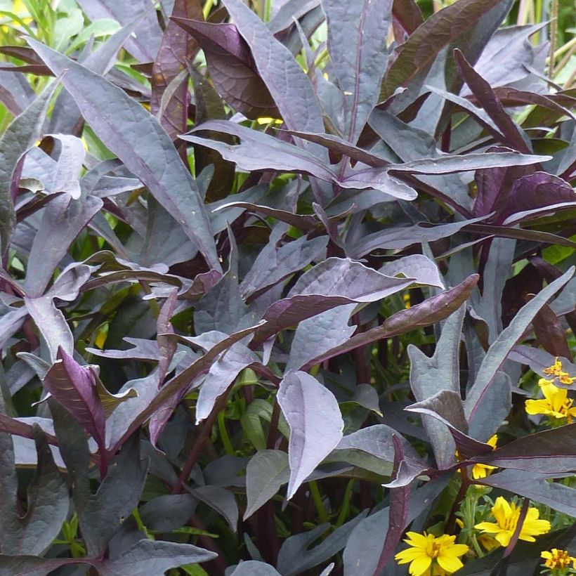 Zier-Süßkartoffel Illusion Midnight Lace - Ipomoea batatas (Foliage)