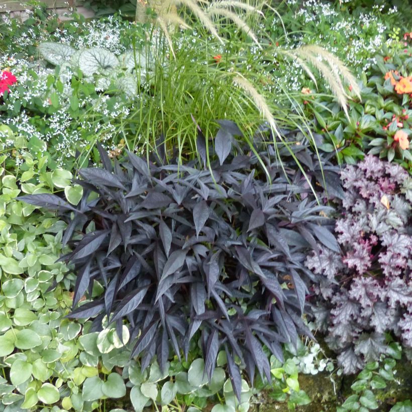 Zier-Süßkartoffel Illusion Midnight Lace - Ipomoea batatas (Plant habit)