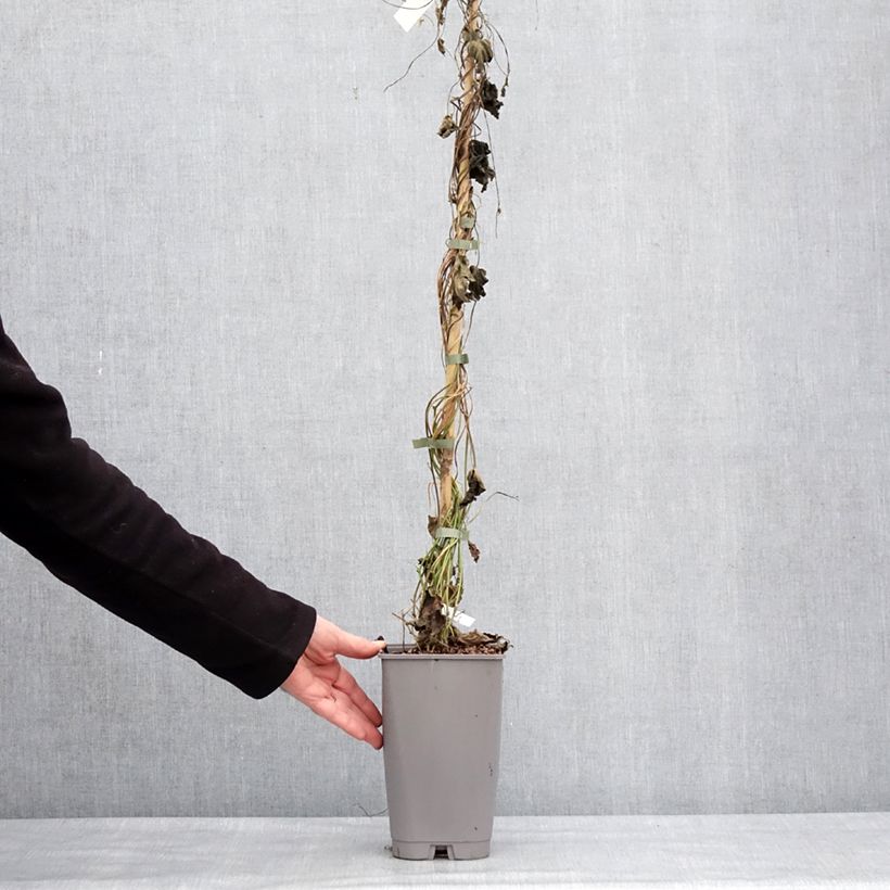 Exemplar von Ipomoea learii - Prunkwinde Topf mit 2L/3L wie im Winter geliefert