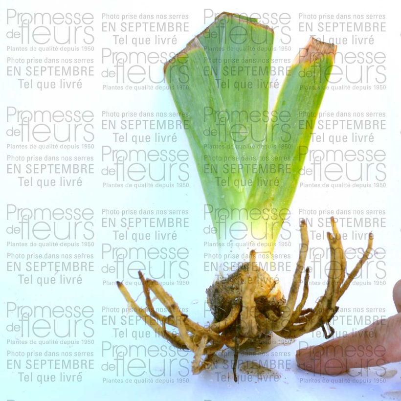 Beispiel eines Exemplars von Iris Rising Moon - Schwertlilie Kleine Töpfe von 8/9 cm wie geliefert