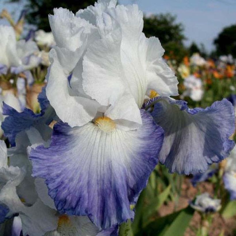 Iris Alizes - Schwertlilie (Flowering)