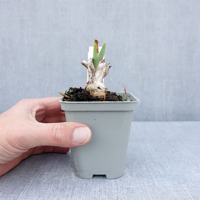 Example of Iris Barbata-Media Bedtime Story - Mittelhohe Bart-Iris Kleine Töpfe von 8/9 cm as you get in printemps