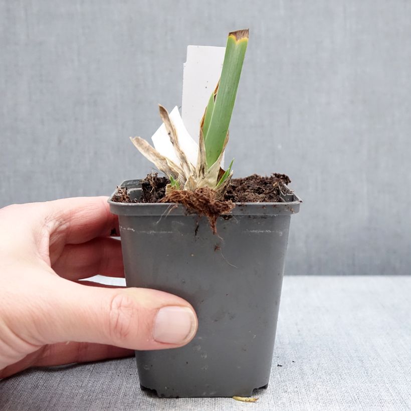 Example of Iris Big Blue Eyes - Schwertlilie Kleine Töpfe von 8/9 cm as you get in hiver