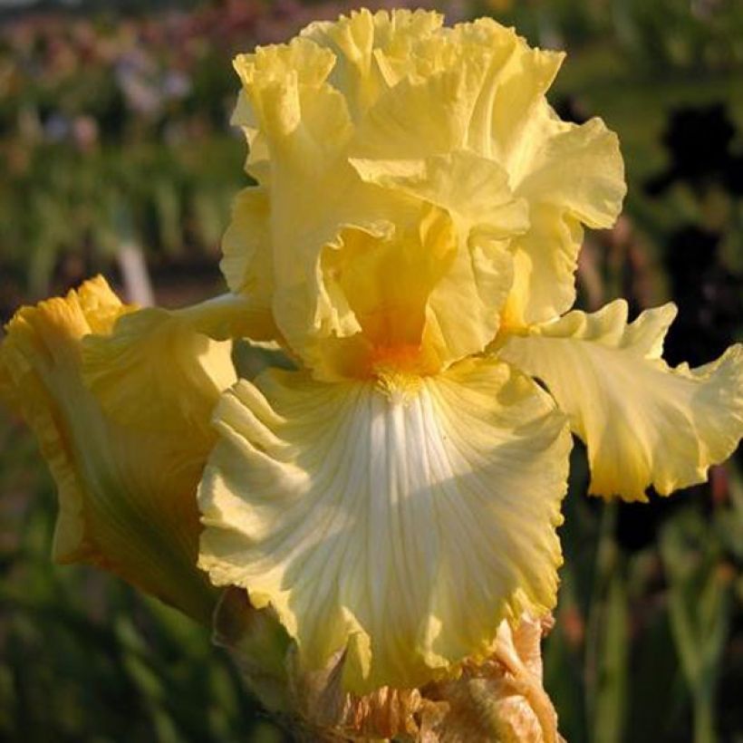 Iris Big Dipper - Schwertlilie (Flowering)