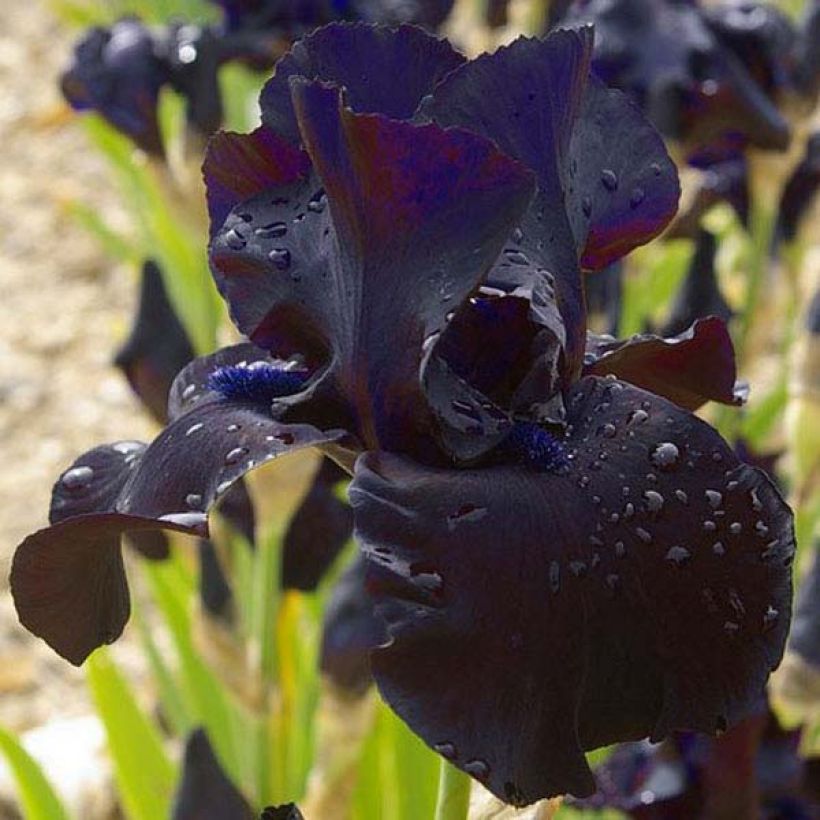Iris Black Suited - Schwertlilie (Flowering)