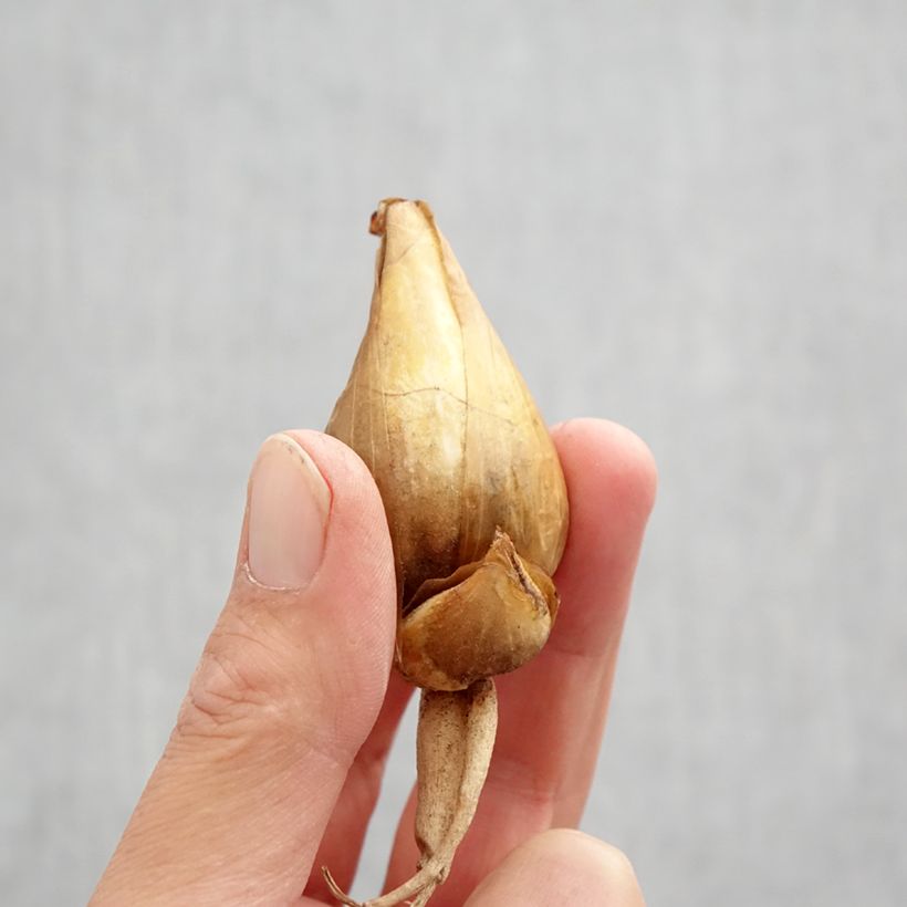 Exemplar von Iris bucharica - Buchara-Schwertlilie Zwiebel size I wie im Herbst geliefert