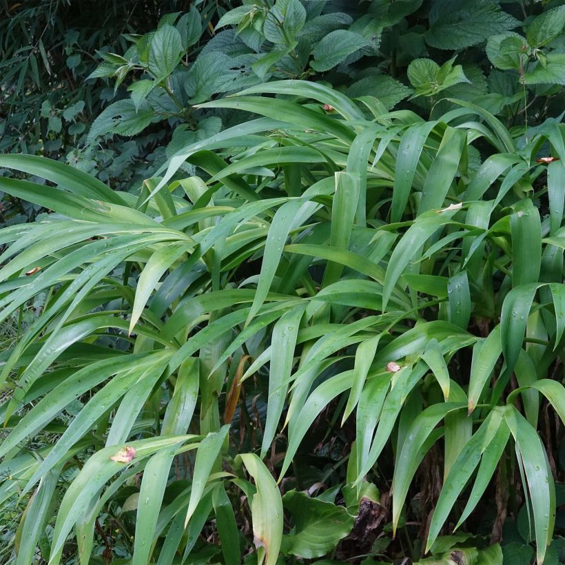 Iris confusa Martyn Rix - Bambusiris (Foliage)