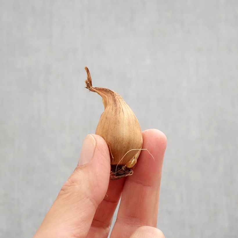 Exemplar von Iris hollandica Bronze Queen - Holländische Schwertlilie Zwiebel Kaliber/Größe 8+ wie im Herbst geliefert