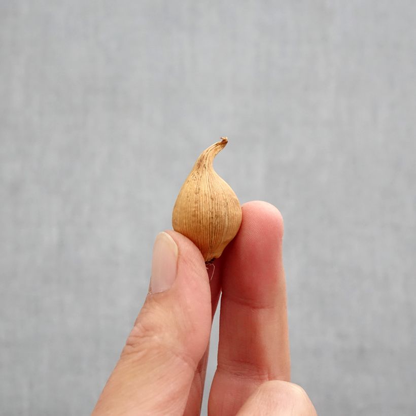 Exemplar von Iris hollandica Eye of the Tiger - Holländische Schwertlilie Zwiebel Kaliber/Größe 8+ wie im Herbst geliefert