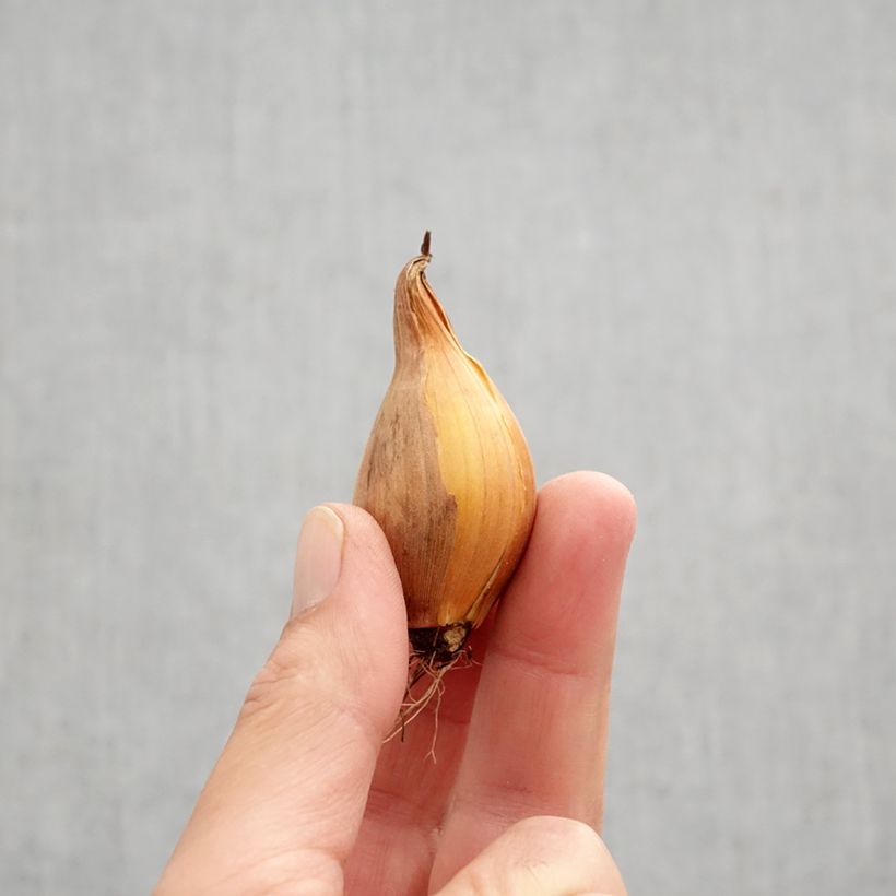 Exemplar von Iris hollandica Frans Hals - Holländische Schwertlilie Zwiebel Kaliber/Größe 8+ wie im Herbst geliefert