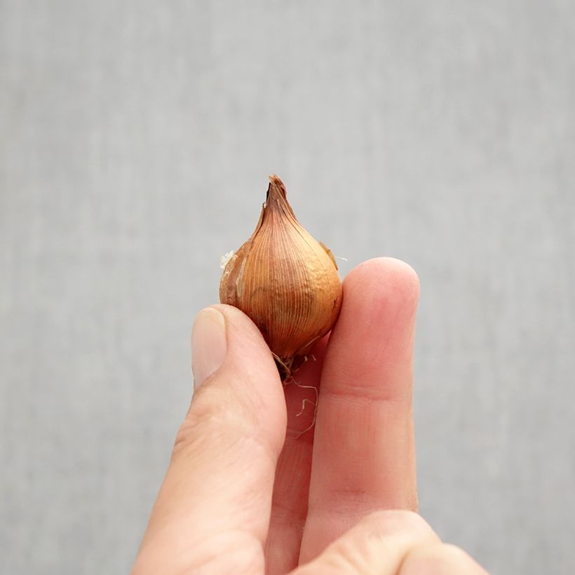 Exemplar von Iris hollandica Lion King - Holländische Schwertlilie Zwiebel Kaliber/Größe 6+ wie im Herbst geliefert