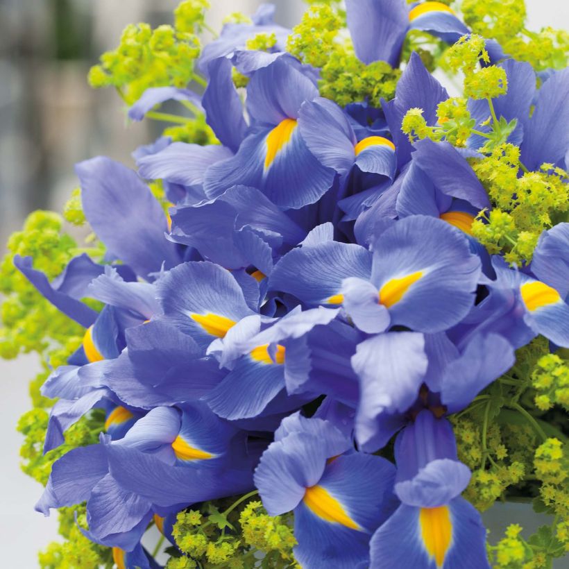 Iris hollandica Professor Blaauw - Holländische Schwertlilie (Blüte)