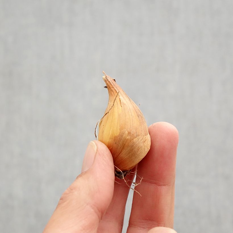 Exemplar von Iris hollandica Professor Blaauw - Holländische Schwertlilie Zwiebel Kaliber/Größe 9 wie im Herbst geliefert