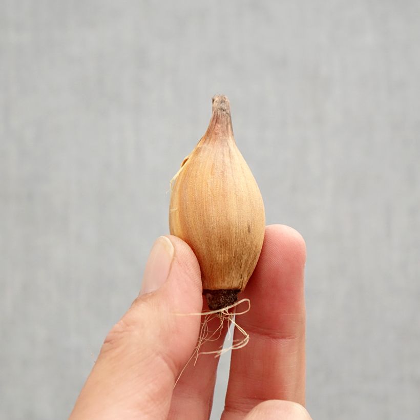 Exemplar von Iris hollandica Red Ember - Holländische Schwertlilie Zwiebel Kaliber/Größe 8+ wie im Herbst geliefert