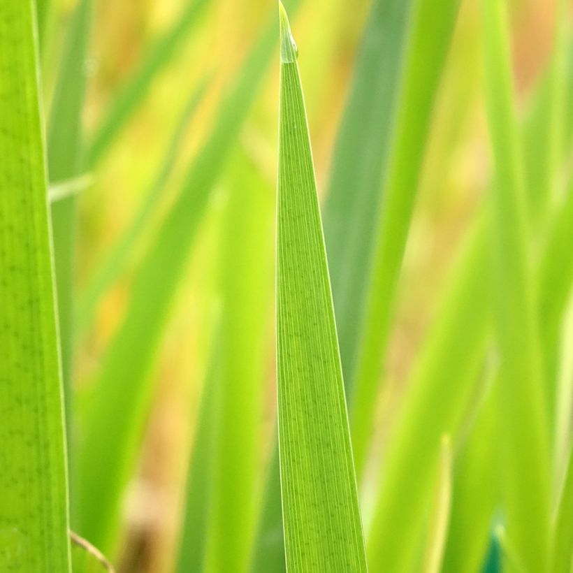 Iris louisiana Ann Chowning - Louisiana-Wasser-Iris (Laub)