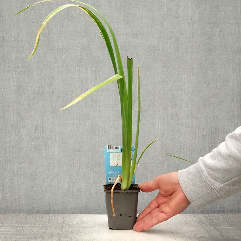 Exemplar von Iris louisiana Ann Chowning - Louisiana-Wasser-Iris Kleine Töpfe von 8/9 cm wie im Sommer geliefert