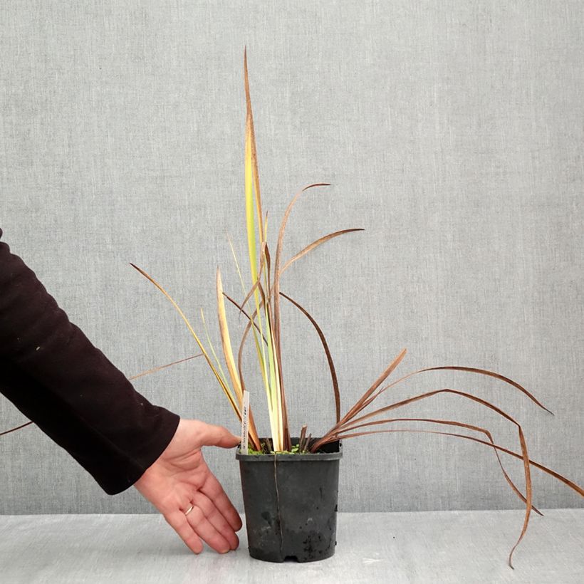 Exemplar von Iris sibirica Double Standard - Sibirische Schwertlilie Topf mit 1,5L/2L wie im Herbst geliefert