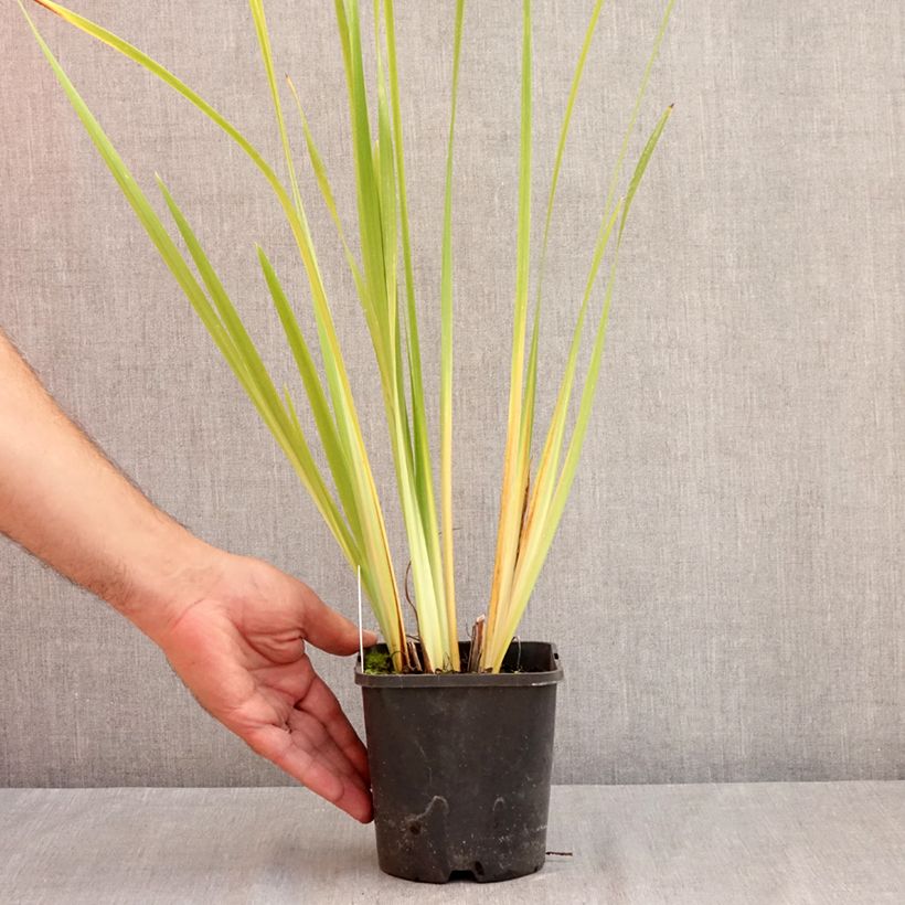Exemplar von Iris sibirica Double Standard - Sibirische Schwertlilie Topf mit 1,5L/2L wie im Sommer geliefert