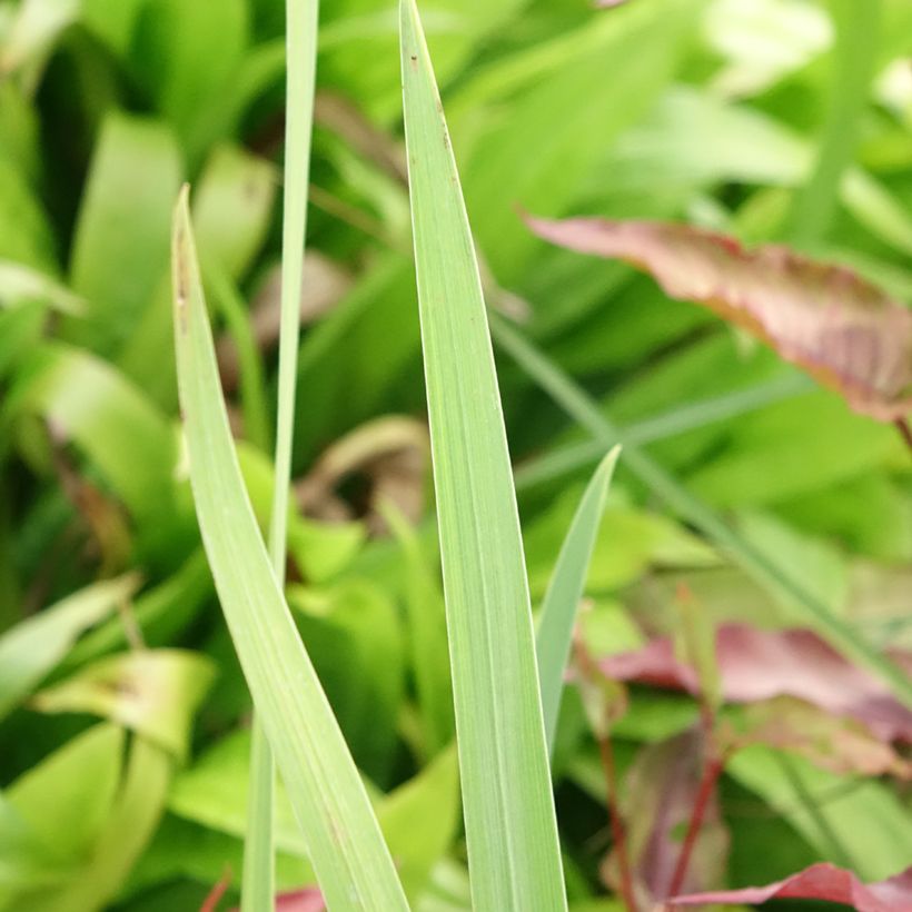 Iris ensata Sea of Amethyst - Japanische Schwertlilie (Laub)