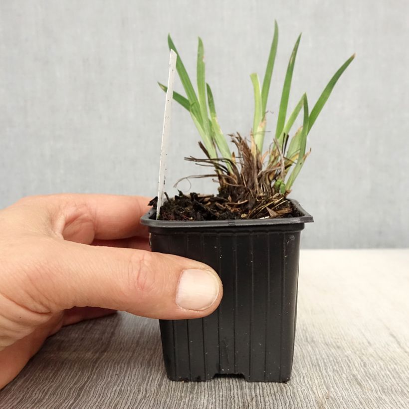 Example of Iris ensata Crystal Halo - Japanische Schwertlilie Kleine Töpfe von 8/9 cm as you get in printemps