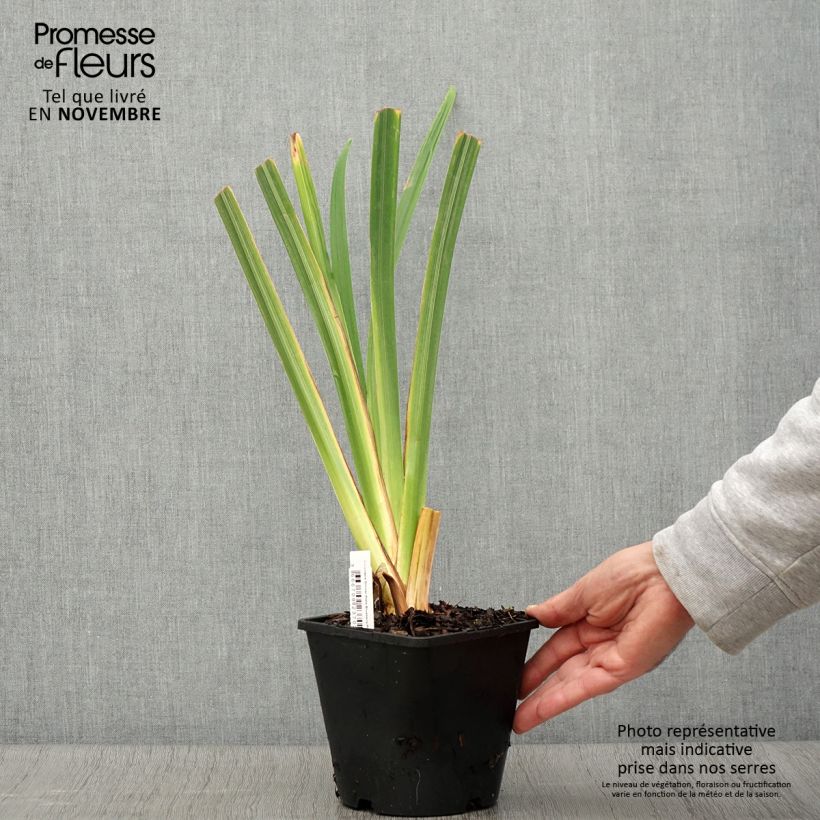 Exemplar von Iris du Japon - Iris ensata Dinner Plate Blueberry Pie Pot de 2L/3L wie im Herbst geliefert