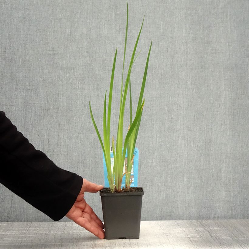 Example of Iris ensata Dinner plate Cheese Cake - Japanische Schwertlilie Kleine Töpfe von 8/9 cm as you get in printemps