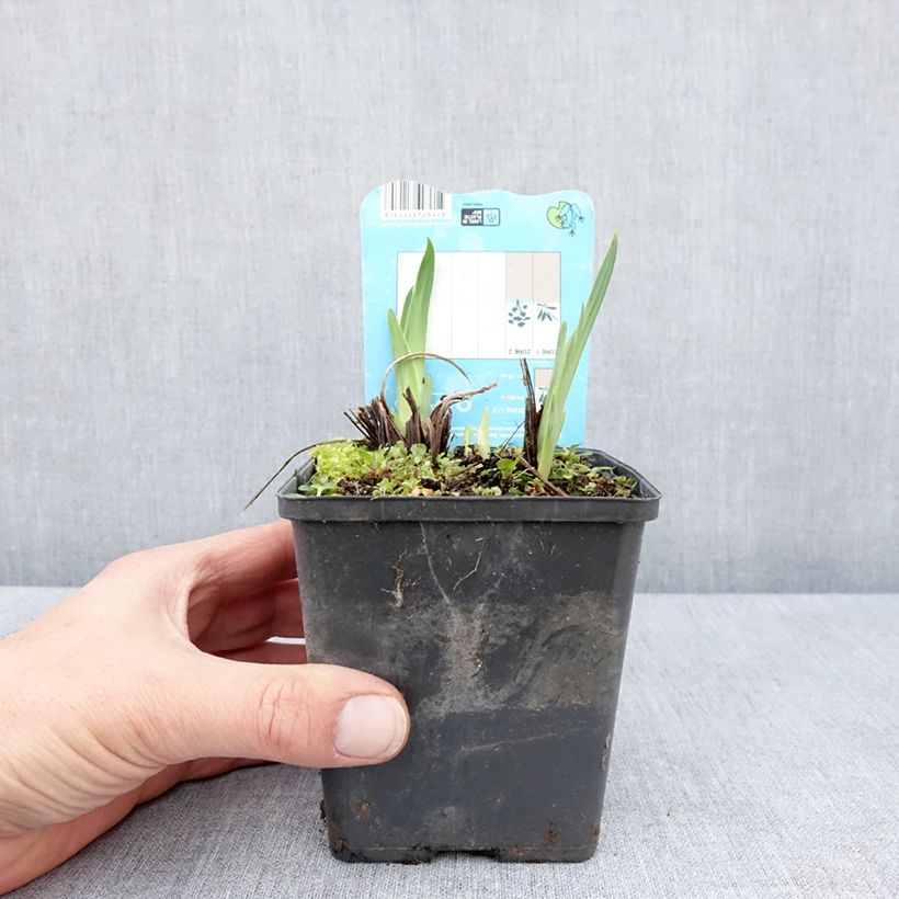 Exemplar von Iris ensata Dinner Plate Ice Cream - Japanische Schwertlilie Kleine Töpfe von 8/9 cm wie im Frühjahr geliefert