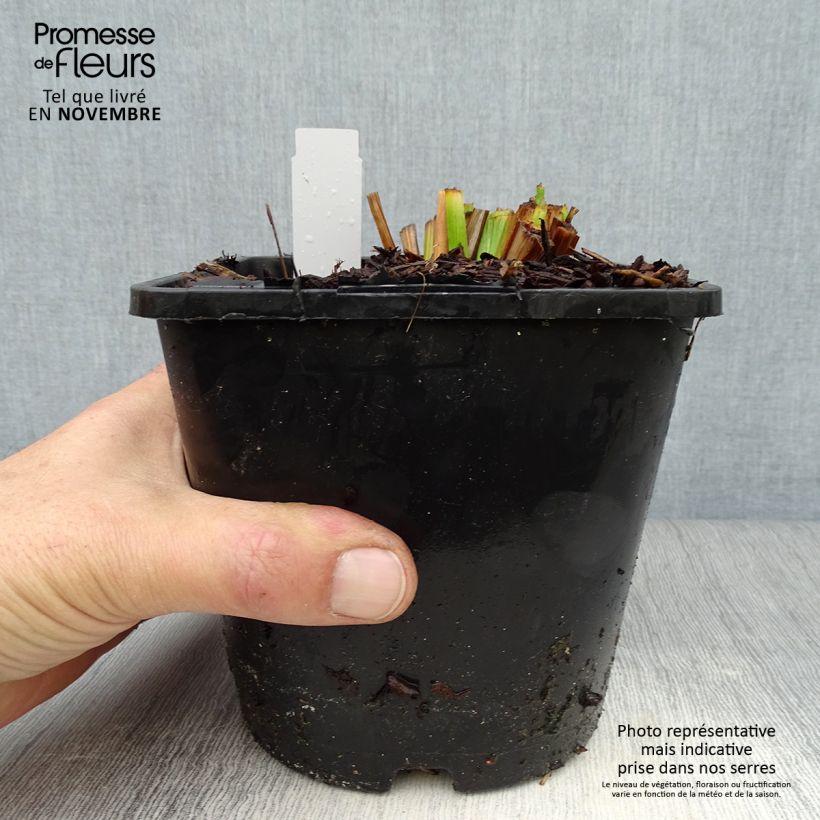 Exemplar von Iris du Japon - Iris ensata Dinner Plate Ice Cream Pot de 2L/3L wie im Herbst geliefert
