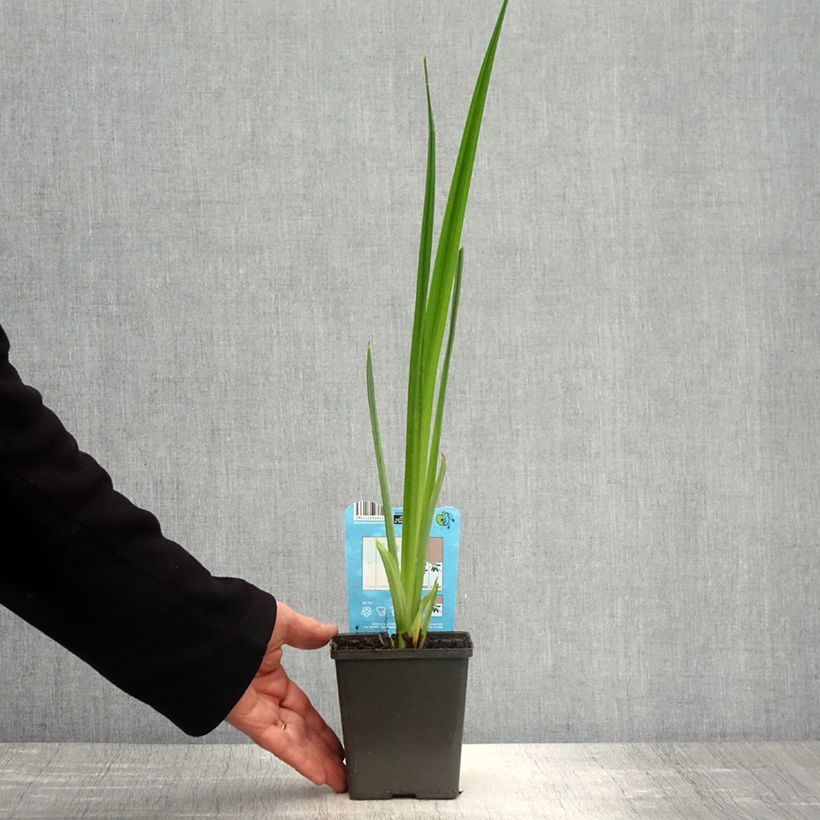 Example of Iris ensata Dinner Plate Jell-O - Japanische Schwertlilie Topf mit 1L/1,5L as you get in printemps