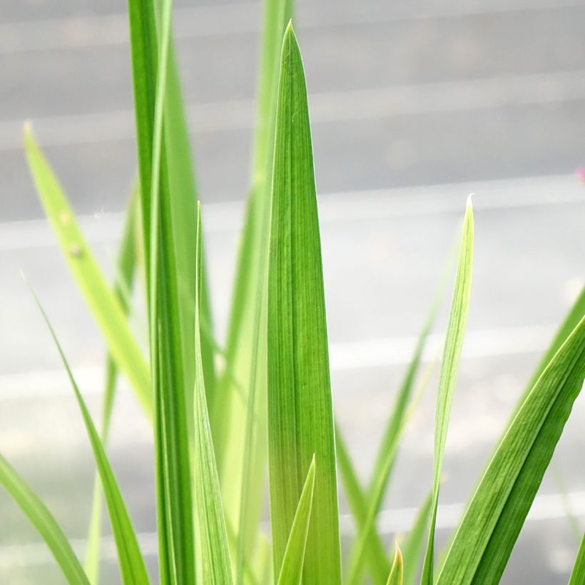 Iris ensata Dinner Plate Jell-O - Japanische Schwertlilie (Foliage)