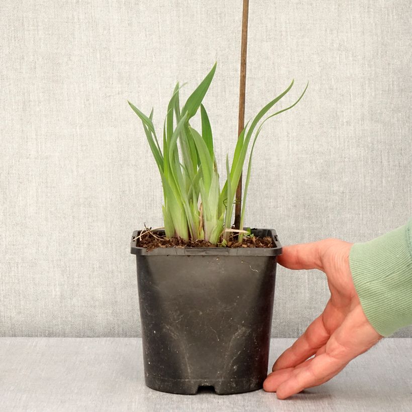 Example of Iris ensata Dinner Plate Sundae - Japanische Schwertlilie Topf mit 2L/3L as you get in printemps