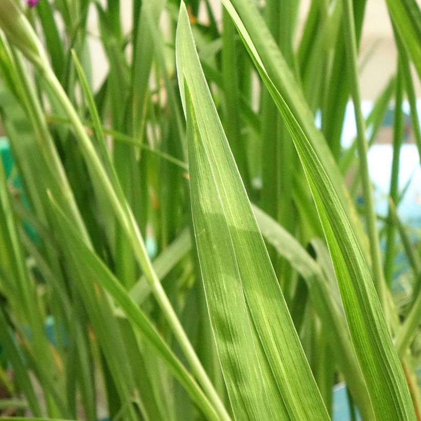 Iris ensata Dinner Plate Tiramisu - Japanische Schwertlilie (Foliage)