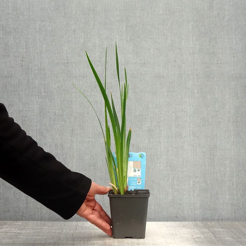 Example of Iris ensata Dinner Plate Tiramisu - Japanische Schwertlilie Kleine Töpfe von 8/9 cm as you get in printemps