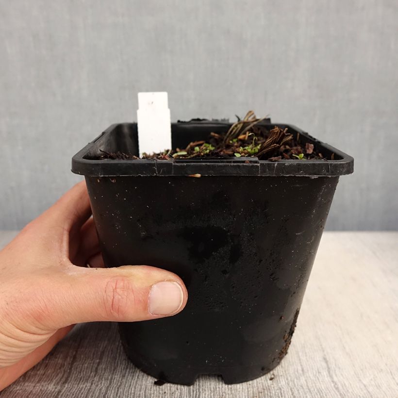 Example of Iris ensata Dinner Plate Tiramisu - Japanische Schwertlilie Topf mit 2L/3L as you get in printemps