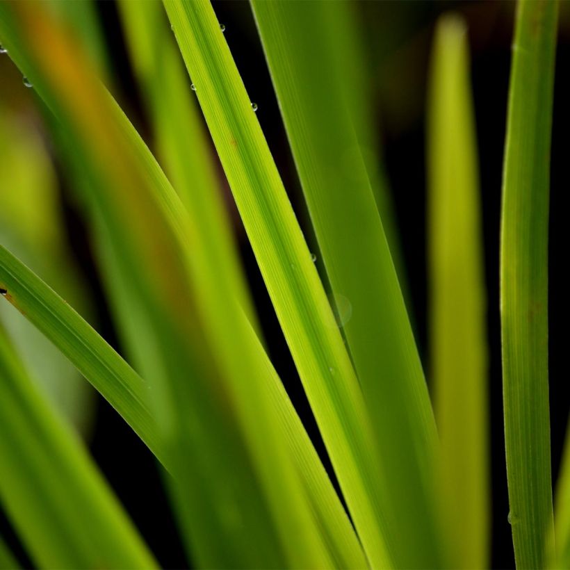 Iris ensata Gold Bound - Japanische Schwertlilie (Laub)