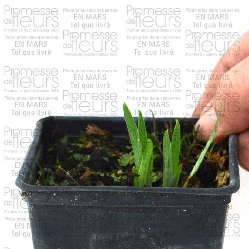 Beispiel eines Exemplars von Iris ensata Gold Bound - Japanische Schwertlilie Wurzelnackt wie geliefert