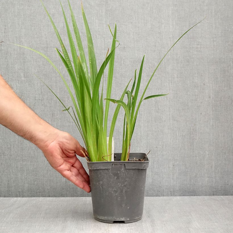 Exemplar von Iris ensata Harlequinesque - Japanische Schwertlilie Topf mit 2L/3L wie im Herbst geliefert